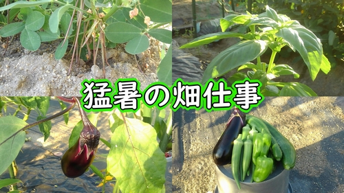 猛暑の畑仕事（落花生やオクラなどの栽培経過）