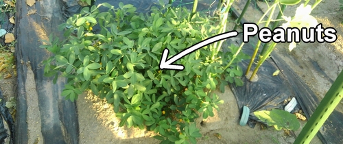 Peanuts under cultivation