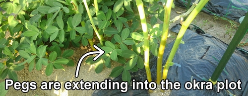 Peanuts covering the base of the okra