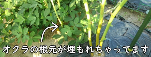 オクラの根元を覆う落花生