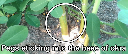 Pegs sticking into the base of the okra