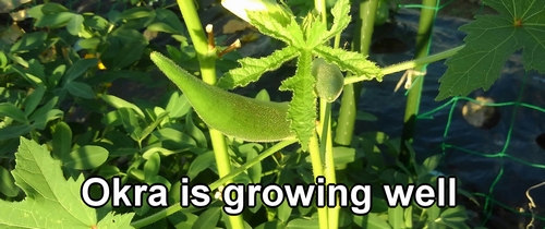 Even in the intense heat, okra plant is doing well