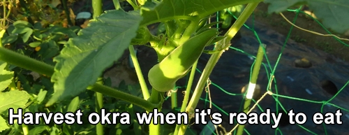 We harvest okra when it's ready to eat