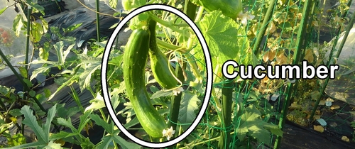 The cucumber fruit