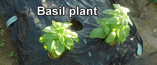 Basil plant