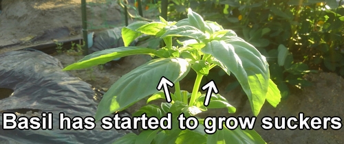 Basil has started to grow side shoots