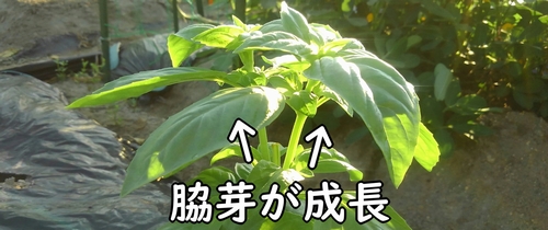 脇芽が成長してます