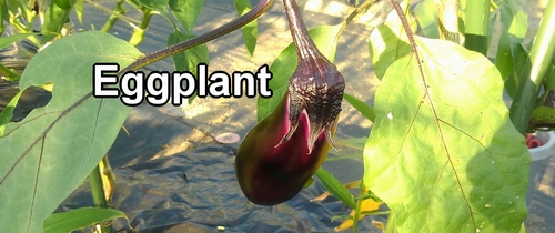 Eggplant