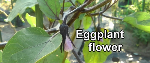 Eggplant flower