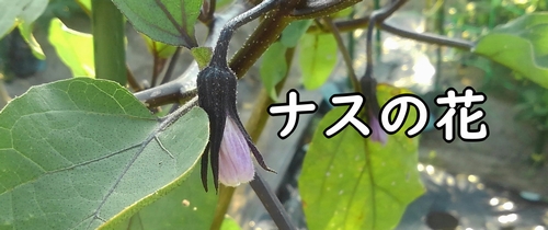 ナスの花