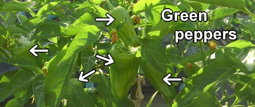 Green peppers