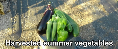 Harvested cucumbers, okra, eggplants, and green peppers