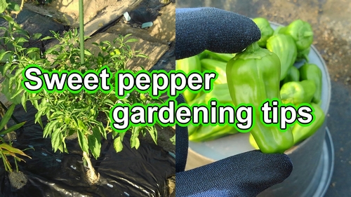 Green pepper gardening tips (How to grow sweet pepper)