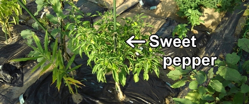 Sweet pepper plant