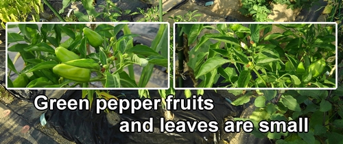 The green pepper fruits and leaves are small