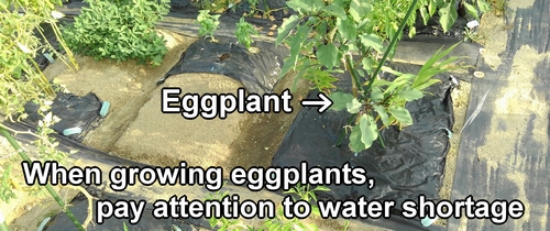 When growing eggplants, pay attention to water shortage