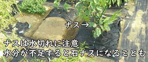 ナスは水切れに注意