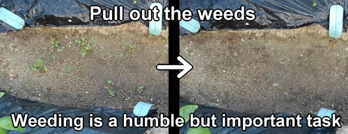Pull out the weeds