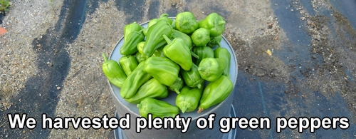 We harvested plenty of green peppers