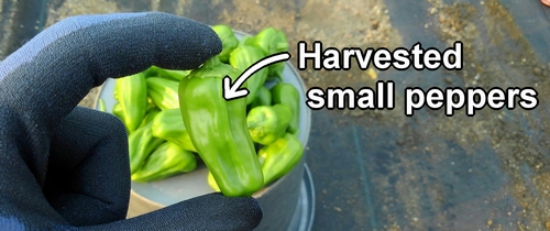 We also harvested small sweet peppers