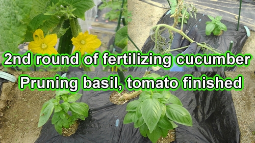 The second round of fertilizing cucumber, pruning basil and tomato finished