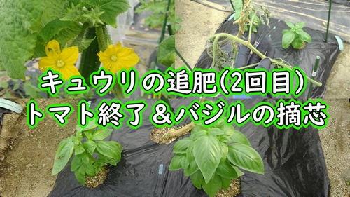 キュウリの追肥(2回目)＆トマト終了＆バジルの摘芯