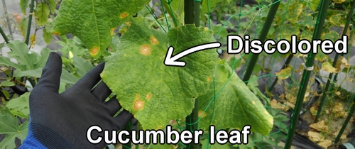The discolored cucumber leaf