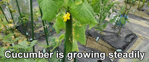 The cucumber fruit
