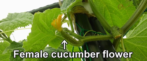 The female cucumber flower