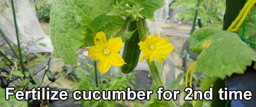 We'll fertilize the cucumber for the second time