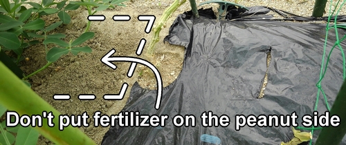 We don't put fertilizer on the peanut side