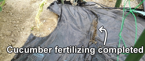 Cucumber add-fertilizing completed