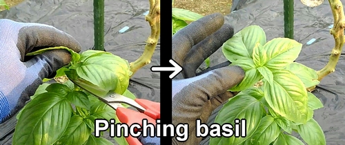 Pinching basil