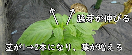 摘芯すると脇芽が伸びる