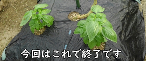 バジルの摘芯完了