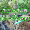 How to grow peanuts (pegging), Fertilization for eggplant and pepper (fertilizin