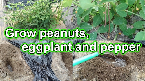 How to grow peanuts, Fertilization for eggplant and pepper