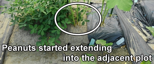 Peanuts started extending into the adjacent plot