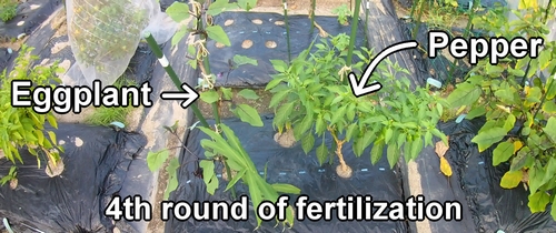 Eggplants and green peppers receive the fourth round of fertilization