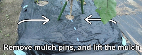 Remove the mulch pins