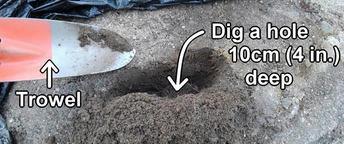 Dig a holes about 10cm (4 inches) deep