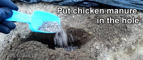 Use chicken manure for fertilization