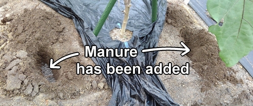 Put chicken manure in the hole