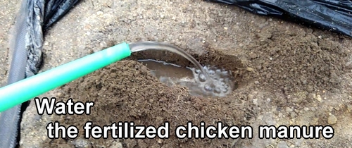 Water the fertilized chicken manure