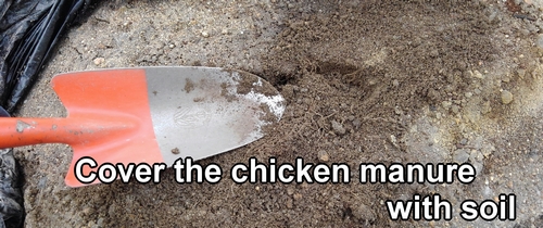 Cover the chicken manure with soil