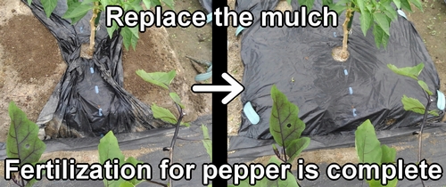 Replace the mulch, and the fertilization is complete