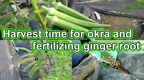 Harvest time for okra and fertilizing ginger root