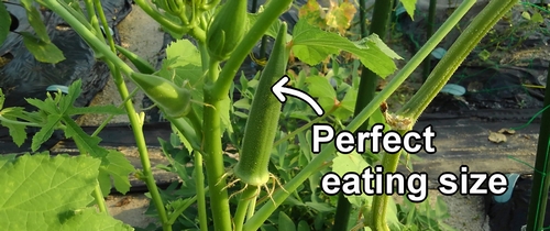 Okra at the optimal harvest time