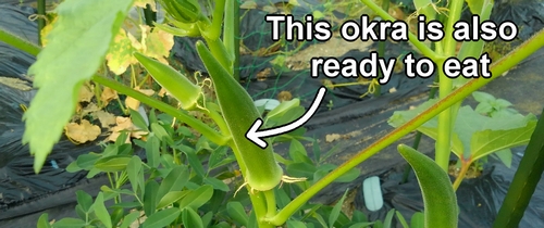 Okra at the perfect eating size