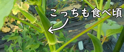 食べ頃サイズに育っています